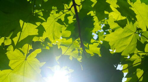 Quel est l&rsquo;impact des panneaux photovoltaïques sur l&rsquo;environnement ?